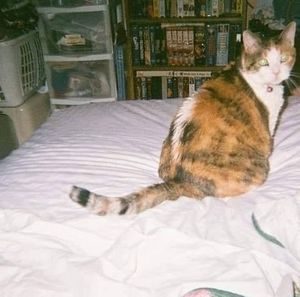 Meet your Posher, Debbie